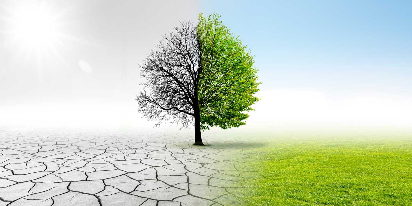 A tree showing comparison between the positive impact of a healthy environment and the negative effects one is green the other half is dry and ground bare and cracked | Understanding Climate Change: A Global Crisis and Its Impacts | Njaga & C. Advocates ESG legal articles
