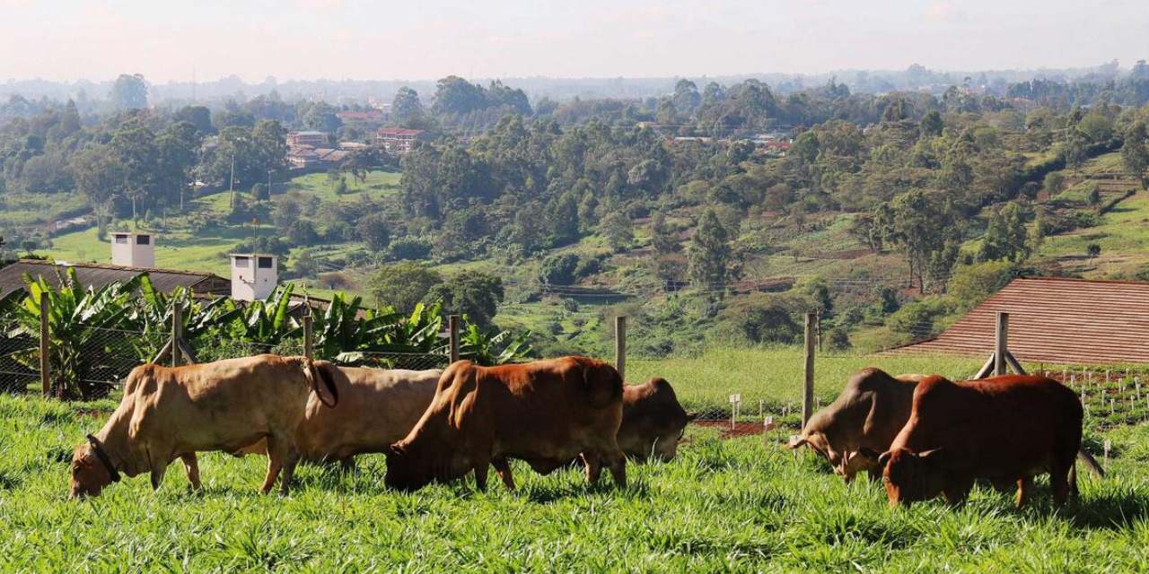 animal husbandry